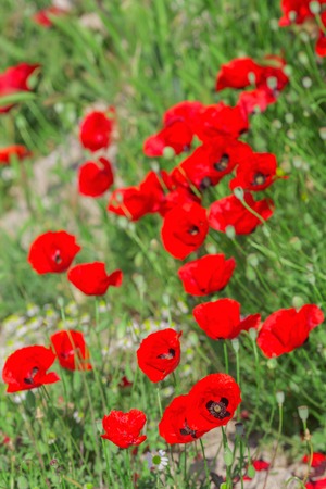 Blooming poppies flowers green field natural backgroundの写真素材