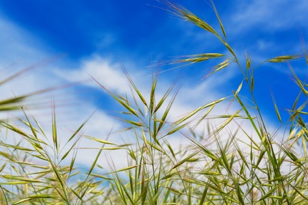 Wheat ears natural spring field background skyの写真素材