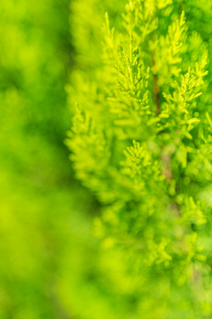 Evergreen thuja tree close up beautiful natural backgroundの写真素材
