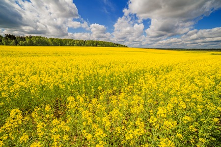 Rapeseed field blossoming with beautiful blue sky and cloudsの写真素材