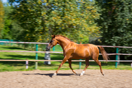 Chestnut horse running at the paddock motionの写真素材