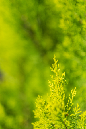 Evergreen thuja tree close up beautiful natural backgroundの写真素材