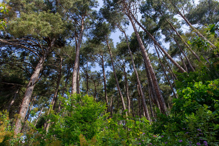 Pine forest at daylight tree summer bush landscape wild