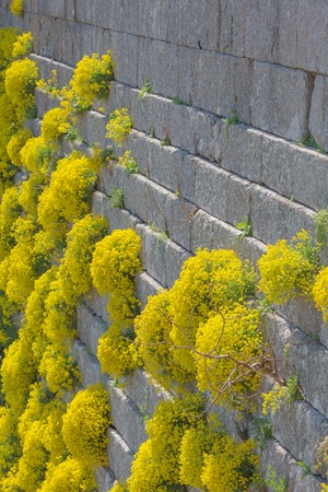 Natural old stone wall texture with blooming yellow plants on itの写真素材