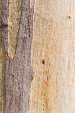 Eucaliptus tree bark close up view as backgroundの写真素材