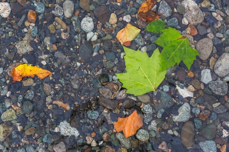 Pebble stones in crystall water with fallen leavesの写真素材