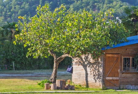 Tree standing close to the small farmland cottageの写真素材