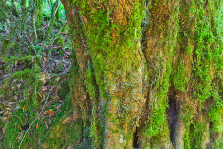 Mossy tree bar green texture natural backgroundの写真素材