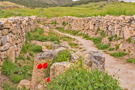 Poppies blooming on ancient ruins background landscapeの写真素材