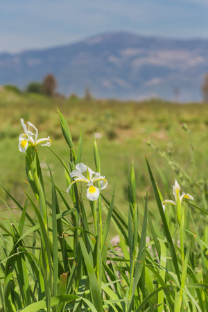 Wild narcissus on mountain valley natural background