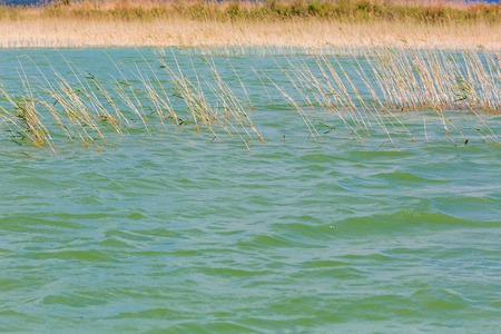 Lake water with reed grass blue waterの写真素材