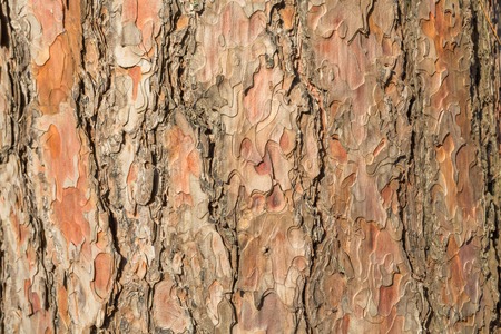 Old tree bark close up view as backgroundの写真素材