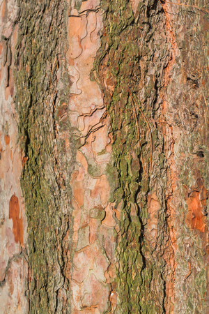Old tree bark close up view as backgroundの写真素材
