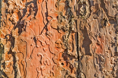 Old tree bark close up view as backgroundの写真素材