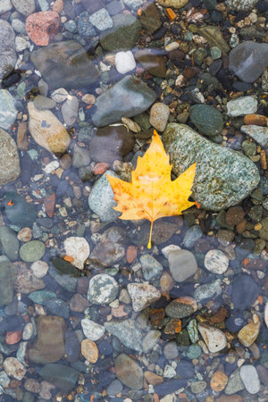 Pebble stones in crystall water with fallen leaves