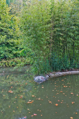 Small pond with bamboo on the shoreの写真素材