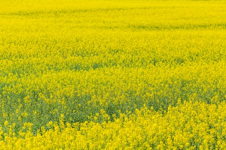 Spring rapeseed field yellow flower natural backgroundの写真素材