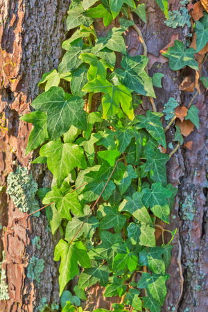 Old tree bark texture with green plantの写真素材