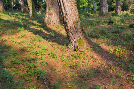 Pine trees at sunny day with natural backgroundの写真素材