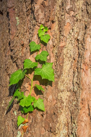 Old tree bark texture with green plantの写真素材