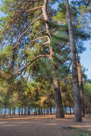 Pine trees at sunny day with natural backgroundの写真素材