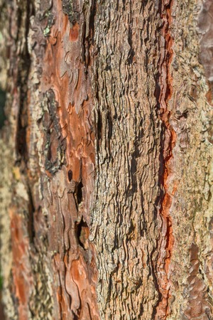 Old tree bark close up view as backgroundの写真素材