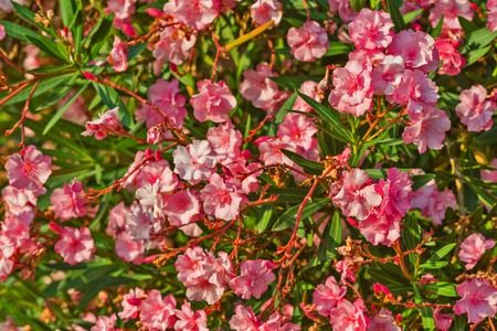 Beautiful red flowers close up view natural backgroundの写真素材
