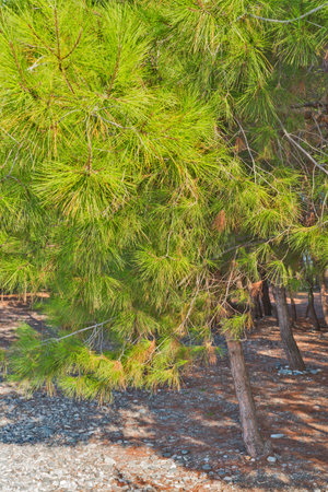 Pine tree needles close up view at sunny day
