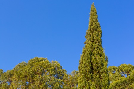 Cypress trees crowns on blue sky backgroundの写真素材