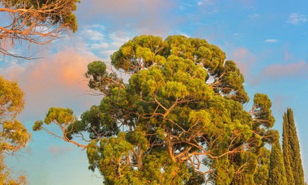 Crown of eucaliptus tree on natural backgroundの写真素材