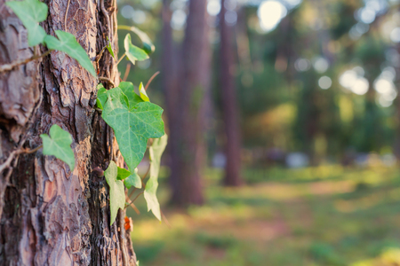 Old tree bark texture with green plant and forest on backgroundの写真素材