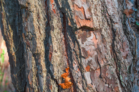 Old tree bark close up view as background