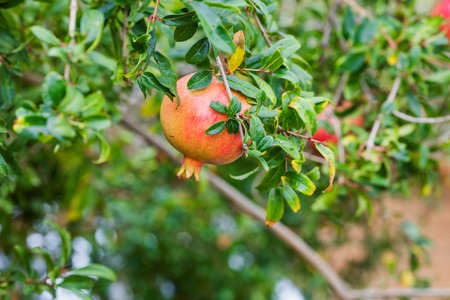 Pomegranate fruits on tree in autumn garden, Cyprusの写真素材