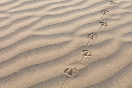 Sand formations looking like dunesの写真素材