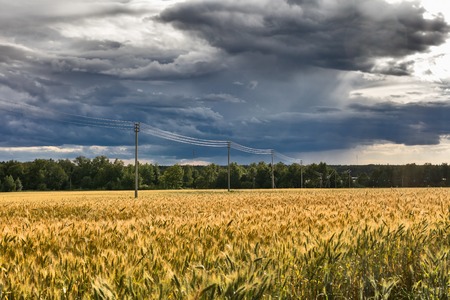 Landscape with rye ripe field and electricity transmission lineの写真素材