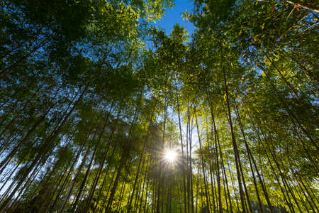 The bamboo top of the trees on blue sky and sun background.の写真素材