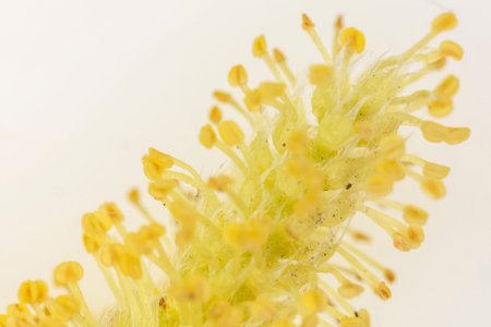 Macrophotography of flower stamens close up colorful view.