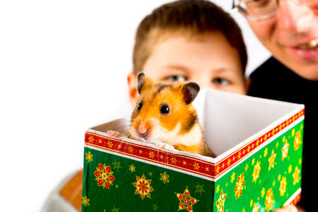 Cute hamster in a gift box lovely portraitの写真素材