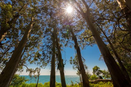 Beautiful landscape with eucaliptus trees and sunlight