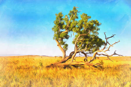 Sausage tree colorful painting, Kigelia, Kigelia africana, Kidepo Valley National Park, Uganda.の写真素材