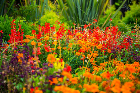 Beautiful colorful flowers in the garden summer view.の写真素材