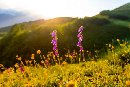 Beautiful mountain landscape at Caucasus mountains with grass and sunset sun.の写真素材