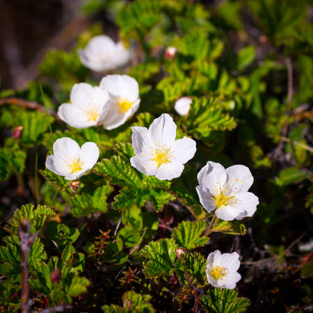 Arctic flowers close up tundra view, Barents sea.の写真素材