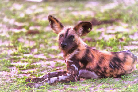 Spotted hyena, Crocuta crocuta, in African savannah East Africa Tanzaniaの写真素材