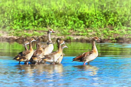 Egyptian goose colorful painting looks like picture, Alopochen aegyptiacus, Tanzania, East Africa.の写真素材