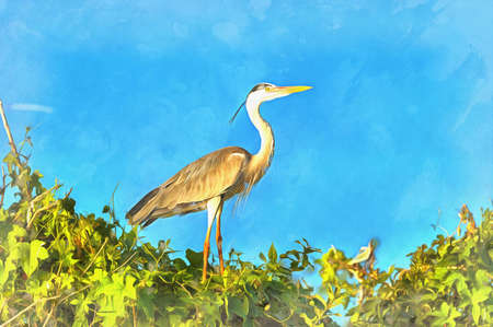 Grey heron, Ardea cinerea, Tanzania East Africa.の写真素材