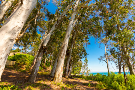 Beautiful landscape with eucaliptus trees and sunlightの写真素材