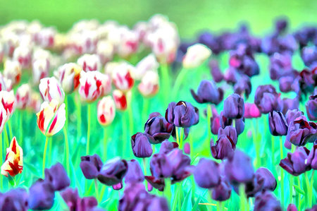 Beautiful decorative flowers in the park colorful painting looks like picture.の写真素材