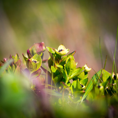 Arctic flowers close up tundra view, Barents sea.の写真素材