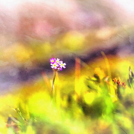 Arctic flowers close up tundra view colorful paintingの写真素材